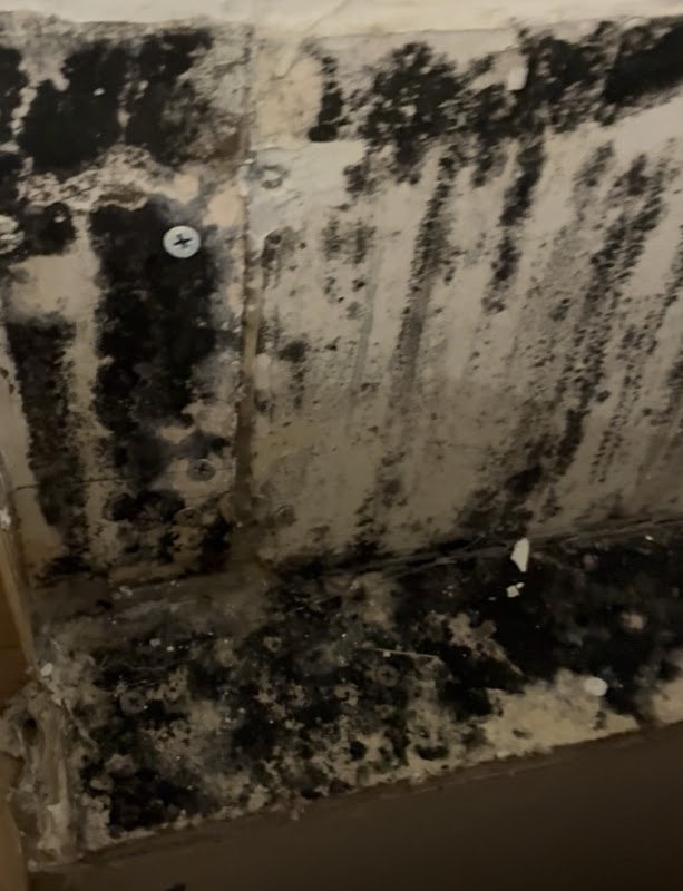 Mold Commander photo 5